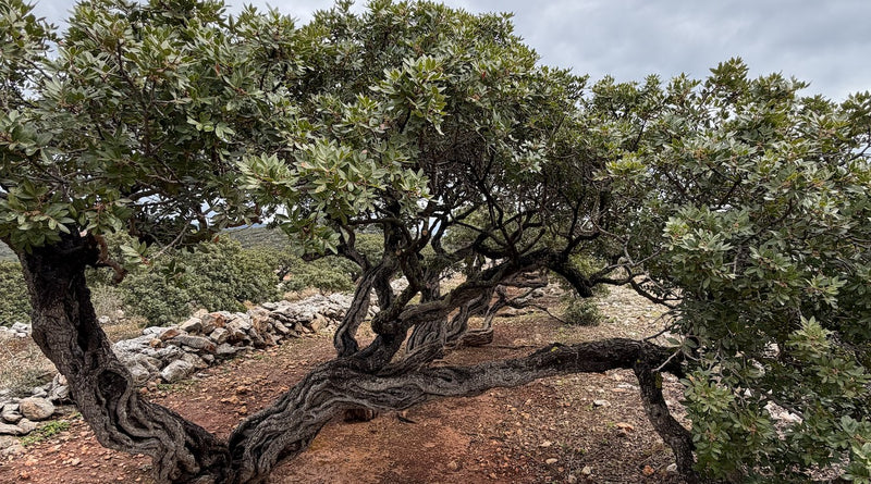 A mastic tree growing on Chios, Greece