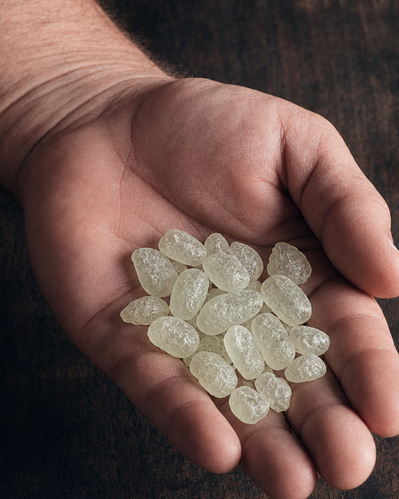 A hand cupping natural amber mastic resin chunks beside the bundle tin in soft focus.